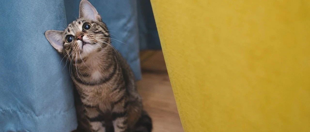 守护全世界最好的小猫！让每只小猫都获得vvvip待遇~