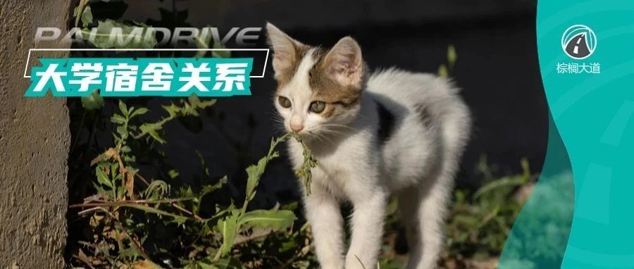 大学寝室，就是一个大型修罗场
