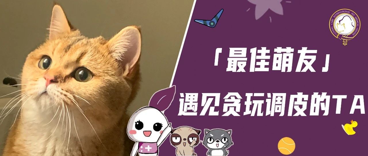 【最佳萌友】遇见贪玩调皮的TA｜家居订单运营宠妈和金色小精灵的快乐生活