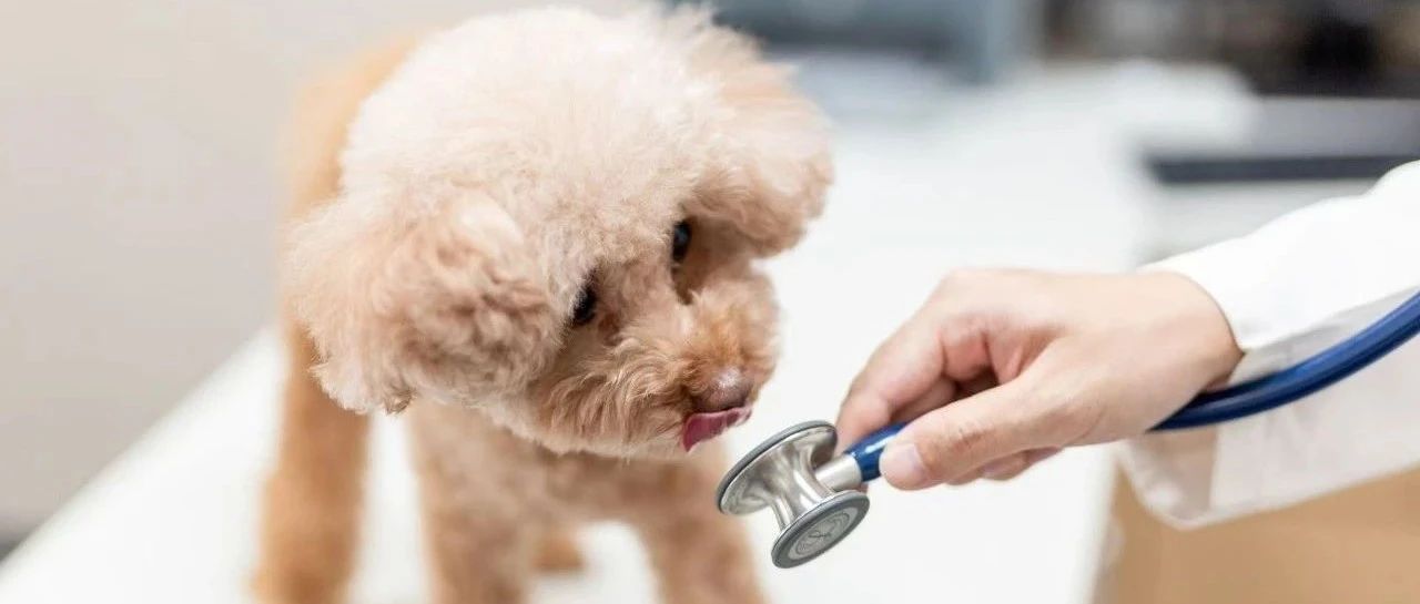 中国兽医日 | 大白吧真相之《兽医师特辑》