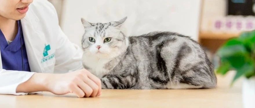 猫咪老了，行为变了，我们能为毛孩子做什么？