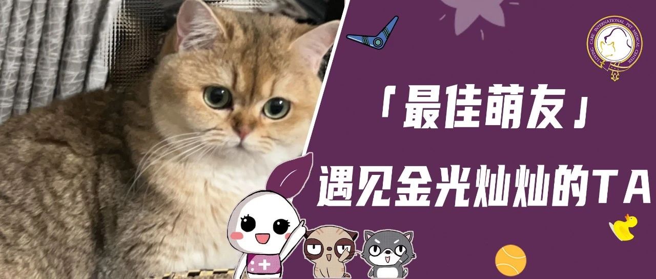 【最佳萌友】遇见金光灿灿的TA｜忙碌的白衣天使宠妈和温润小蛋黄的欢喜日常