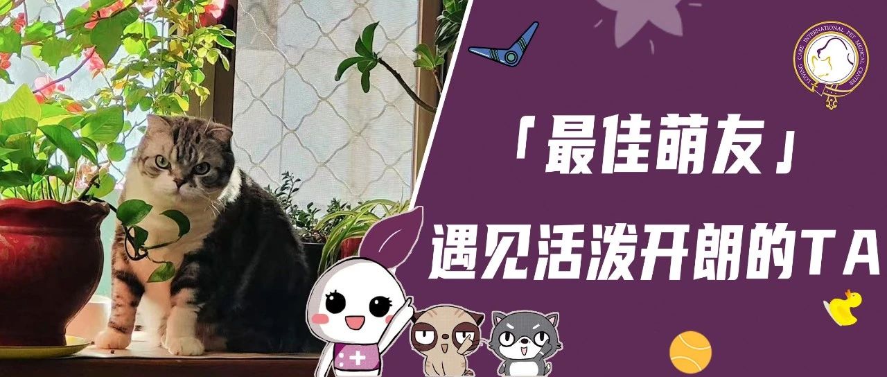 【最佳萌友】遇见活泼开朗的TA｜热情的退休职工宠妈和社牛猫咪的难忘日常