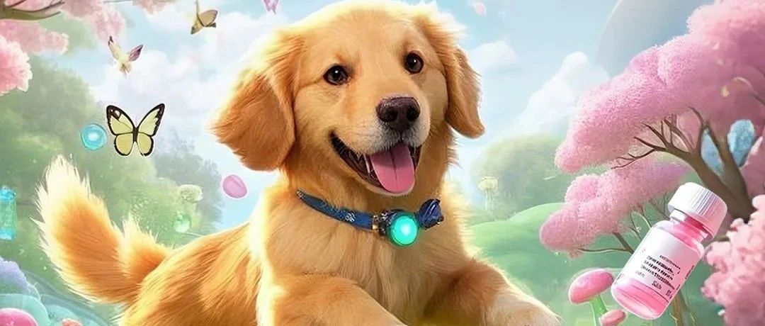 不同年龄段的狗狗应该如何打疫苗?看这一篇就够了!