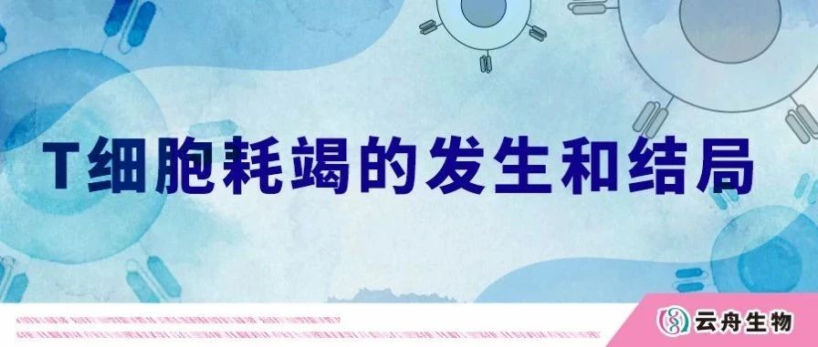 国自然热点！一文讲清T细胞耗竭的发生和结局