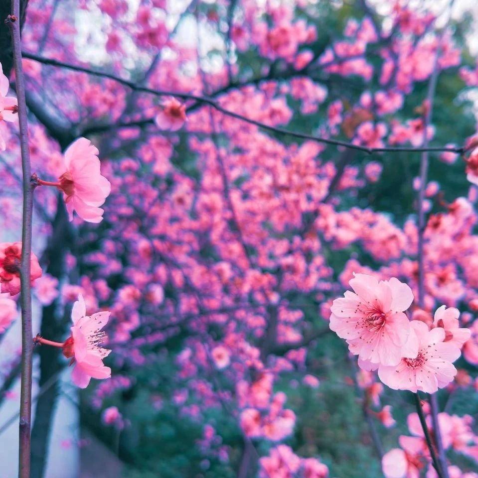 小溪苑 | 樱花