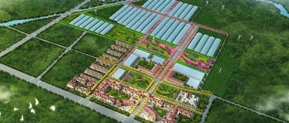 从田间到餐桌，青岛力源生态农场匠心打造中国放心菜！