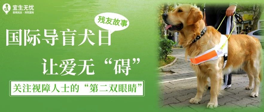 国际导盲犬日|为爱发声,关注视障人士的“第二双眼睛”