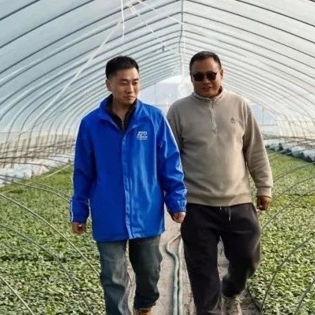 日发10万票，江苏沭阳果蔬秧苗如何发中通、寄全国？