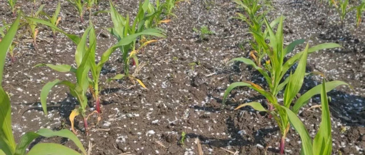 “倒春寒”你了解多少?