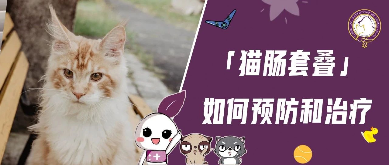猫咪食欲变差还每天呕吐，背后隐藏着哪些健康危机？
