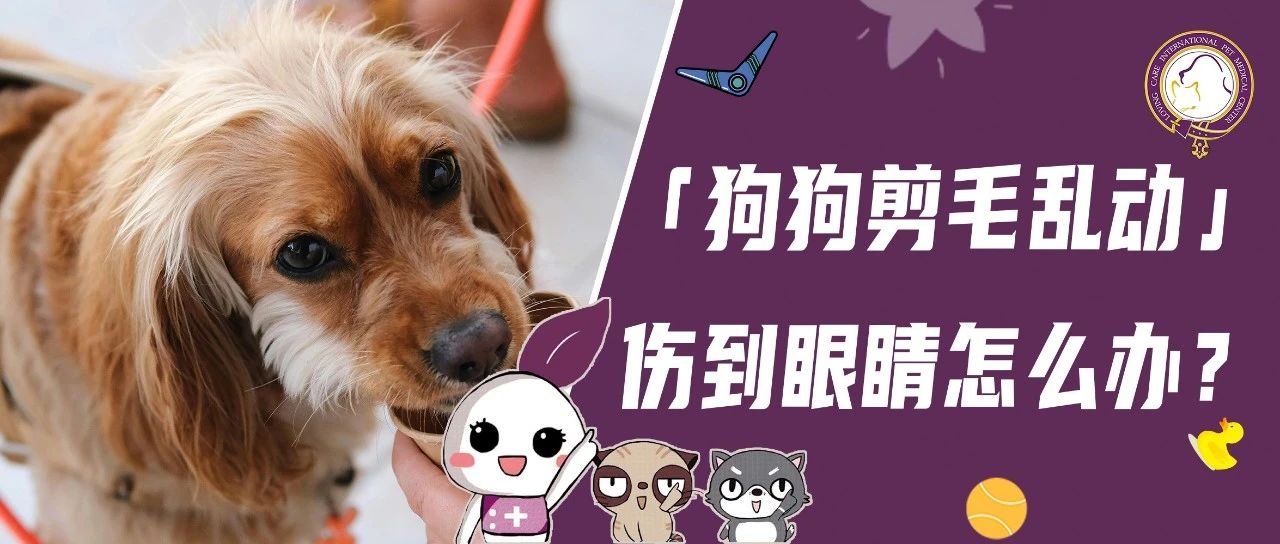 狗狗剪毛时老乱动，不小心伤到眼睛怎么办？