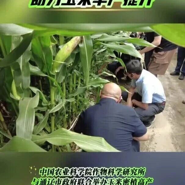 【媒体关注】“密植高产”技术助力玉米单产提升