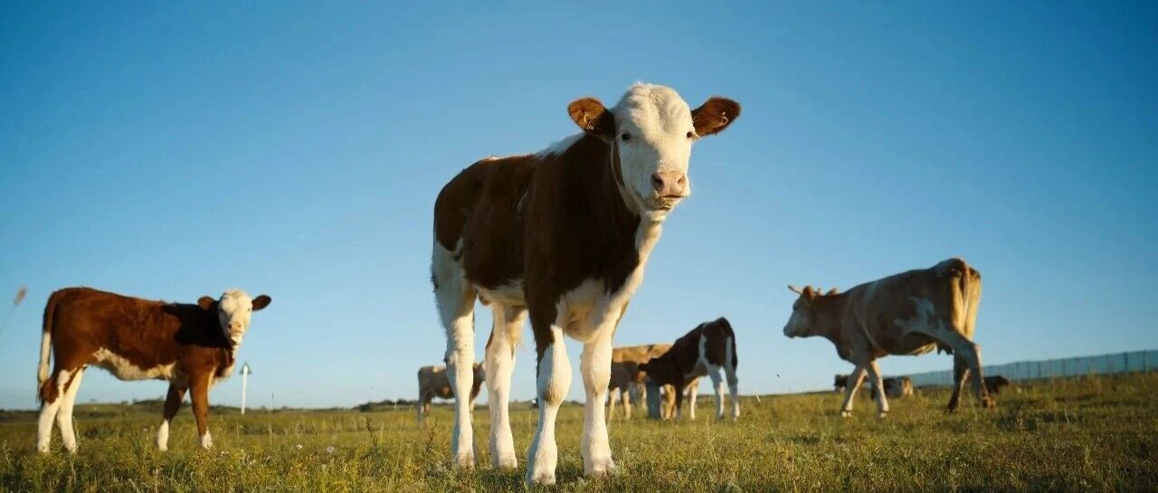 收官!新年红包一天十倍!上市首日暴拉1000%!沪指十一连阳完美收官!今年你赚钱了吗?