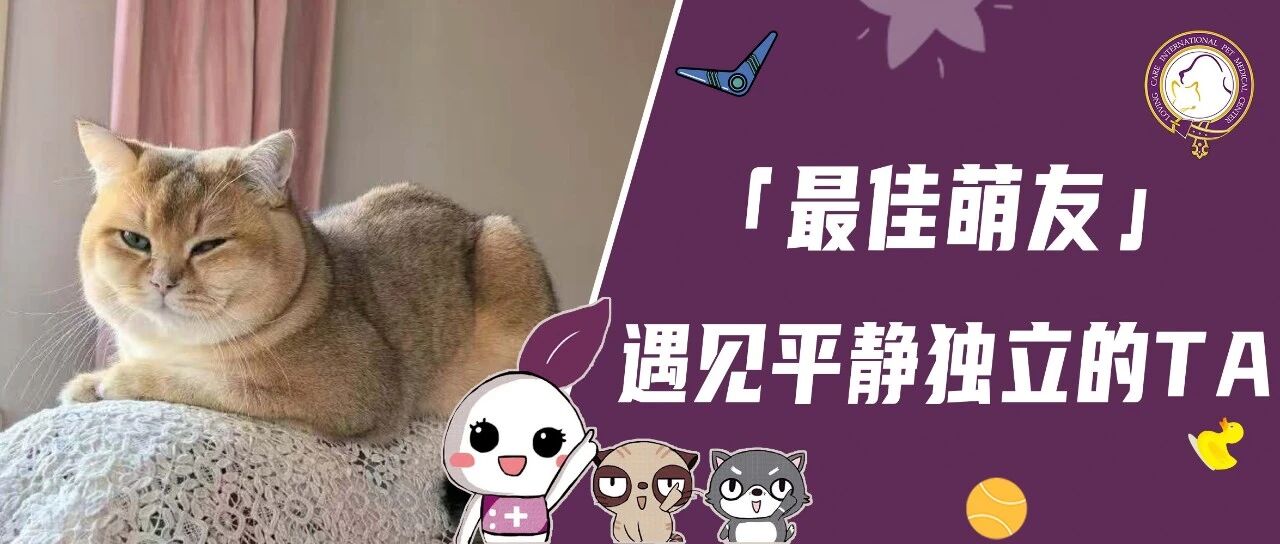 【最佳萌友】遇见平静独立的TA｜后端代码专家宠爸和“无声导师”的有趣互动