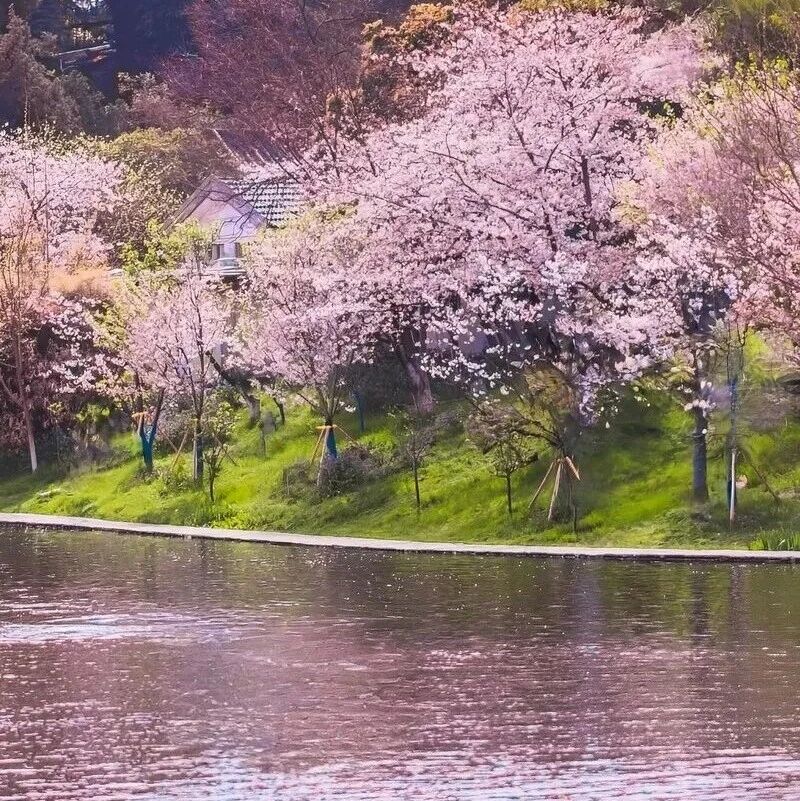 新开凯悦系，在赏花圣地！2晚699，五一、樱花季全不涨！